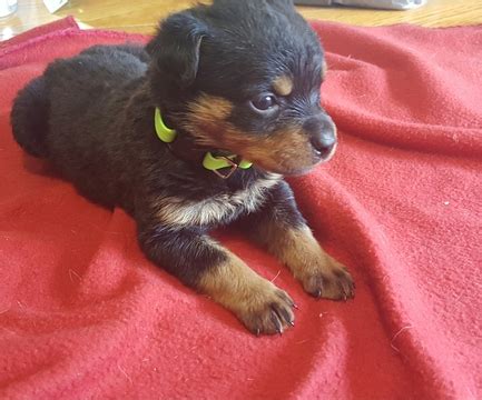 rottweiler puppies for sale in maine